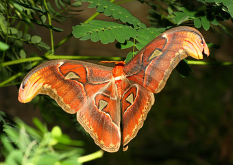 Attacus atlas