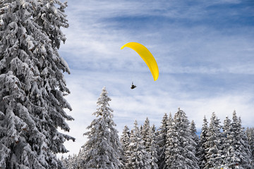 Gliding over the forest
