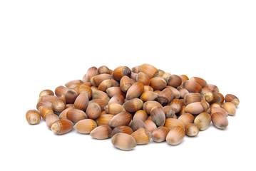 Haselnuss - hazelnut 14