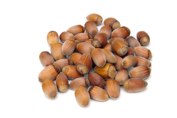 Haselnuss - hazelnut 15