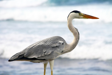 Maldivian heron