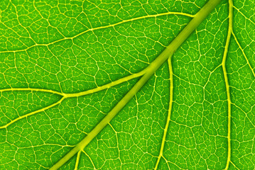 leaf