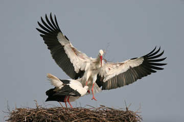 anfliegender Weißstorch mit Nistmaterial