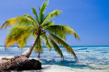 Green palms on a white sand beach