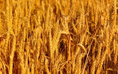 wheat closeup