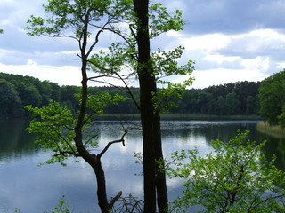 drzewo nad jeziorem © GKor