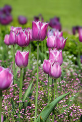 Purple tulips background
