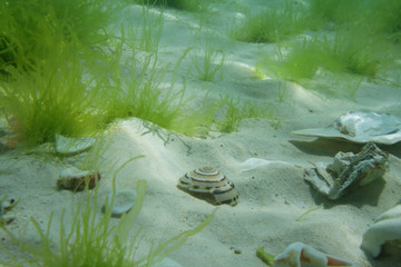 Schnecke und Muscheln im Wasser