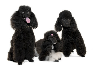 Poodle family