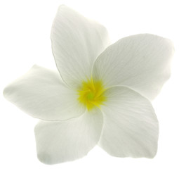 Fototapeta na wymiar fleur blanche frangipanier fond blanc