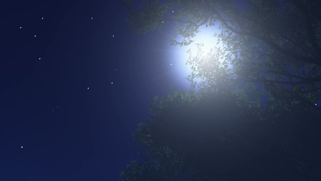 stars twinkle in the night sky,a full moon behind a shaking tree