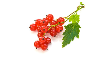 red currant