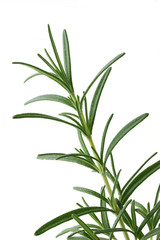 Rosemary