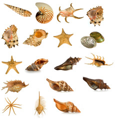 seashell  isolated on white background