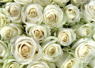 Obraz na płótnie Canvas white roses