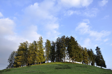 alberi larice pino abete montagna aria pura