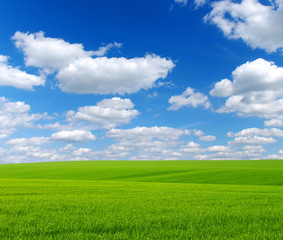 Obraz premium field