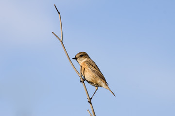 Female Common Stonechat