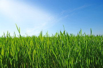 Fototapeta premium lawn on sky
