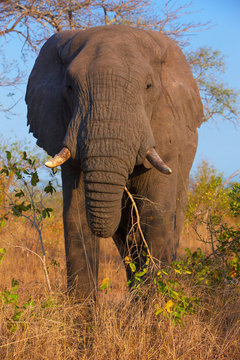 Large elephant bull