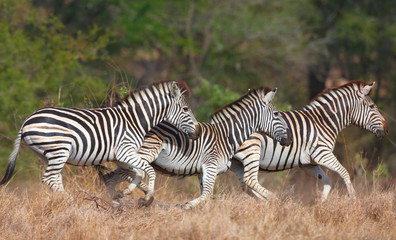 Fototapeta na wymiar Stado zebry (African rodowodowych)