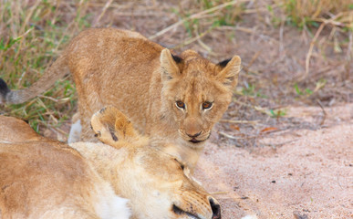 Lion cub (panthera leo) close-up