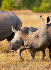 Obraz premium Large white rhinoceros