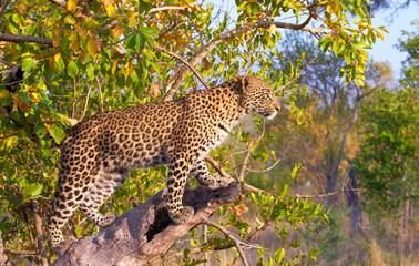 Leopard standing on the tree