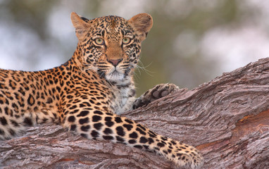 Fototapeta na wymiar Leopard leżącego na drzewie