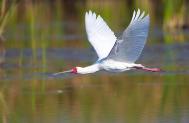 The African Spoonbill (Platalea alba)