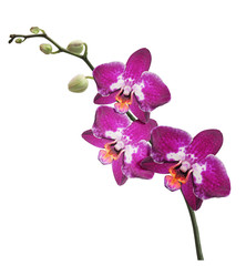 Obraz na płótnie Canvas oddział orchidea