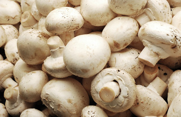 mushrooms background