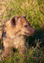 African Wild Dog (Lycaon pictus)