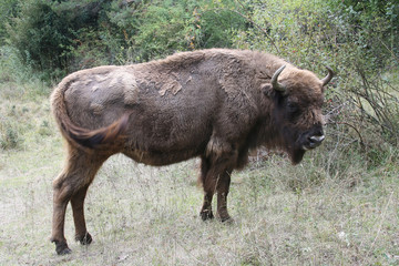 Fototapeta premium Bison bonasus