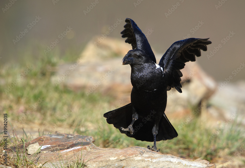 Wall mural White-necked Raven