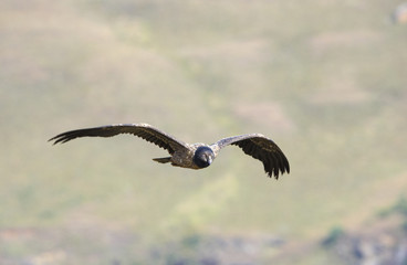 Lammergeyer or Bearded Vulture