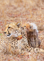 Cheetah (Acinonyx jubatus) cub