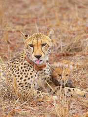 Cheetah (Acinonyx jubatus) cubs