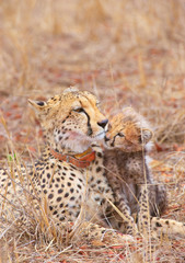 Cheetah (Acinonyx jubatus) cub