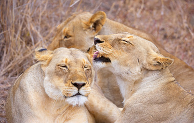 Fototapeta premium Three lionesses (panthera leo)