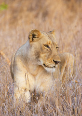 Obraz na płótnie Canvas Lwica (Panthera leo) close-up
