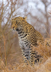 Leopard sitting in savannah