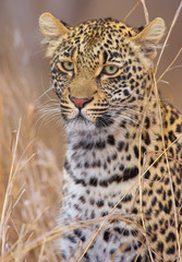 Fototapeta na wymiar Leopard odpoczynku w sawannie