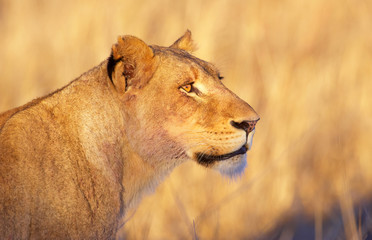 Fototapeta na wymiar Lwica (Panthera leo) close-up