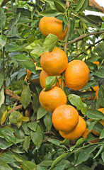 Ripe tangerines on branch