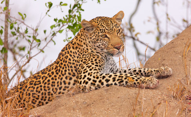 Leopard resting in savannah