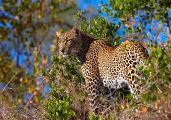 Naklejka premium Leopard standing in savannah