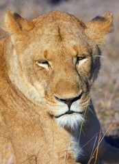Lioness (panthera leo) close-up