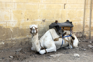camel at the pyramids of cairo