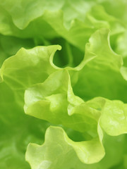 fresh lettuce